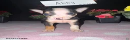 Chihuahua dogs for sale: Abby - Ad 1