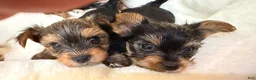 Yorkshire Terrier dogs for sale: Yorkshire Terrier 4 Boys  - Ad 7