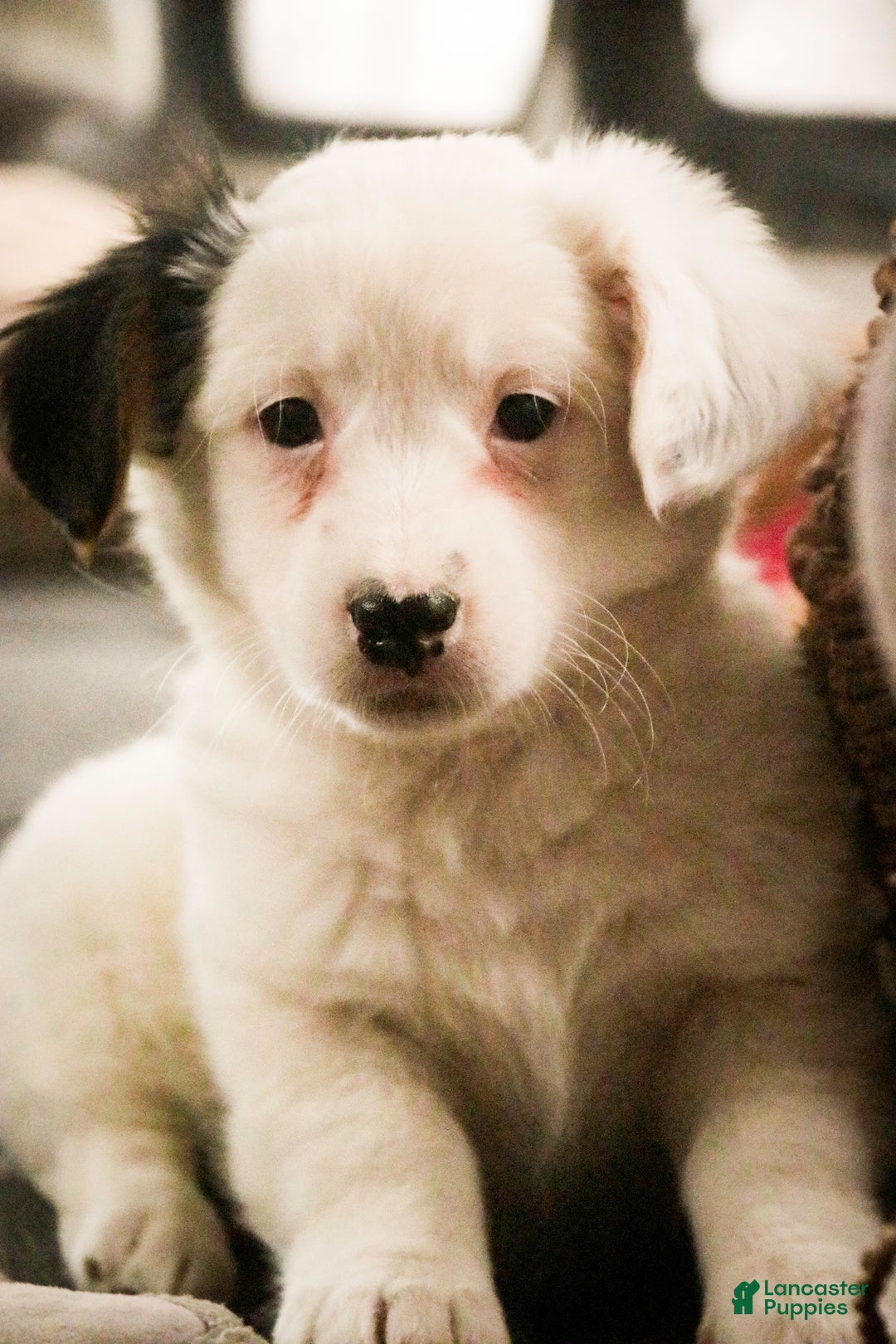 Mixed Breed dogs for sale: Bubba - Ad 3