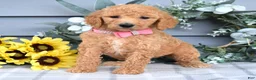Standard Poodle dogs for sale: Roxanne - Ad 9