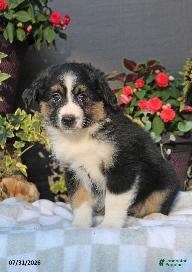 Australian Shepherd dogs Marsha - Ad 2