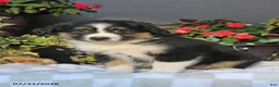 Australian Shepherd dogs for sale: Marsha - Ad 2
