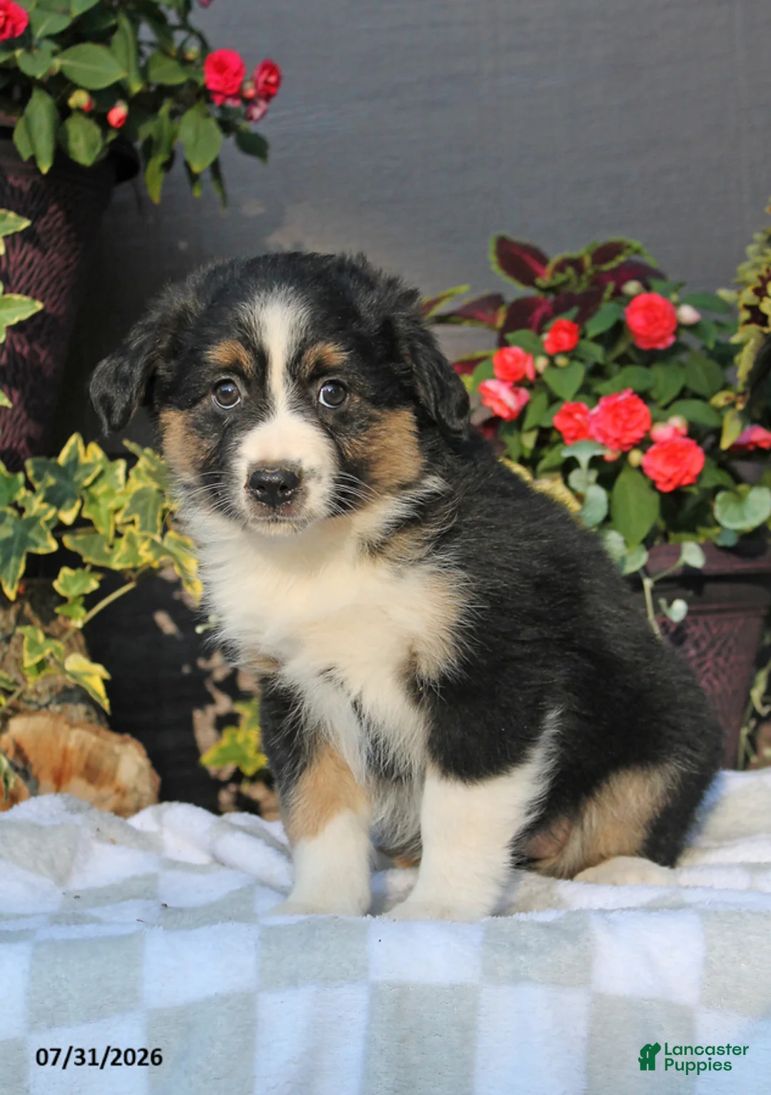 Australian Shepherd dogs for sale: Marsha - Ad 2