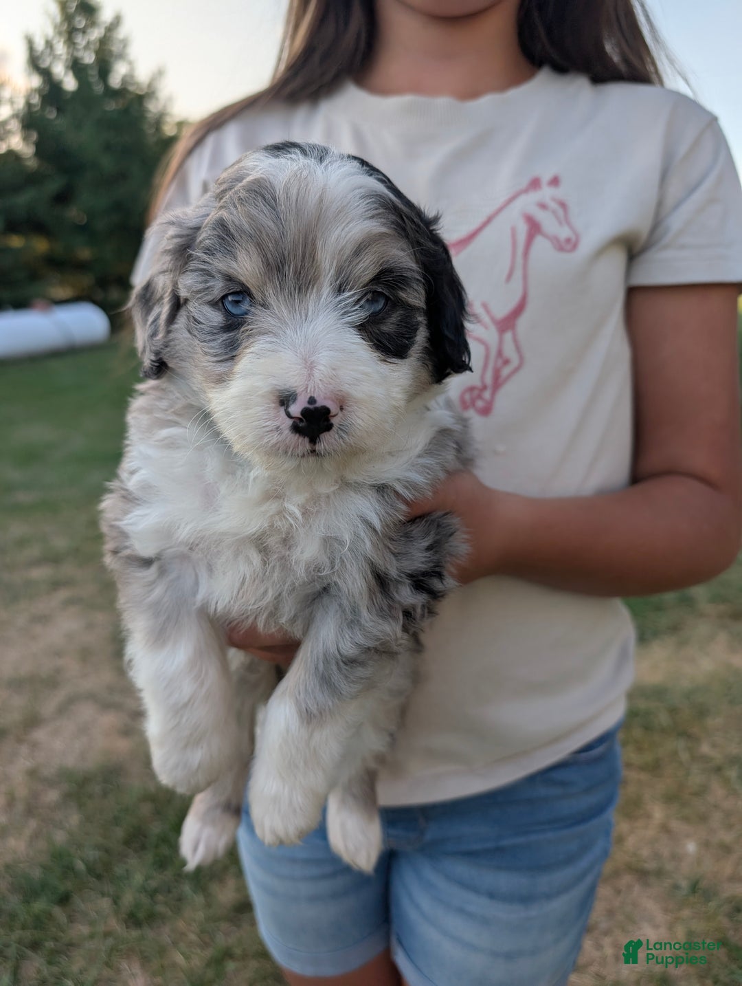 Merle Mini Ozzy Doodle For Sale Australian Labradoodle Blue Merle