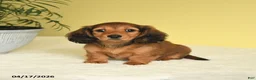 Miniature Dachshund dogs for sale: Joy - Ad 3