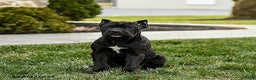 Cane Corso dogs for sale: Molly Cropped Ears - Ad 3