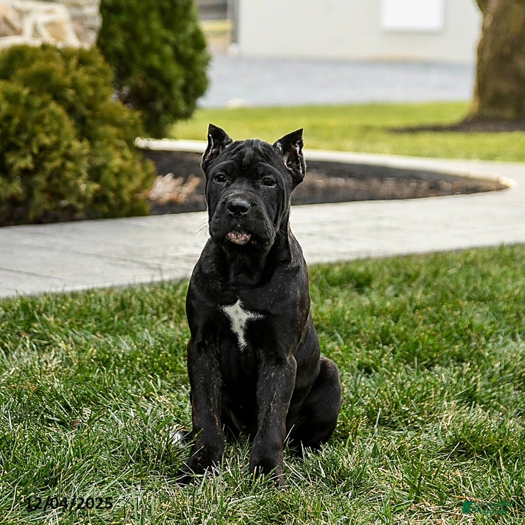 Cane Corso dogs for sale: Molly Cropped Ears - Ad 3