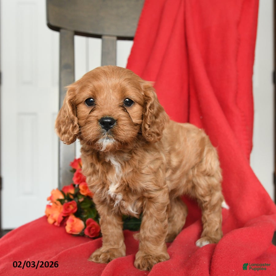 Cavapoo dogs Candy - Ad 2