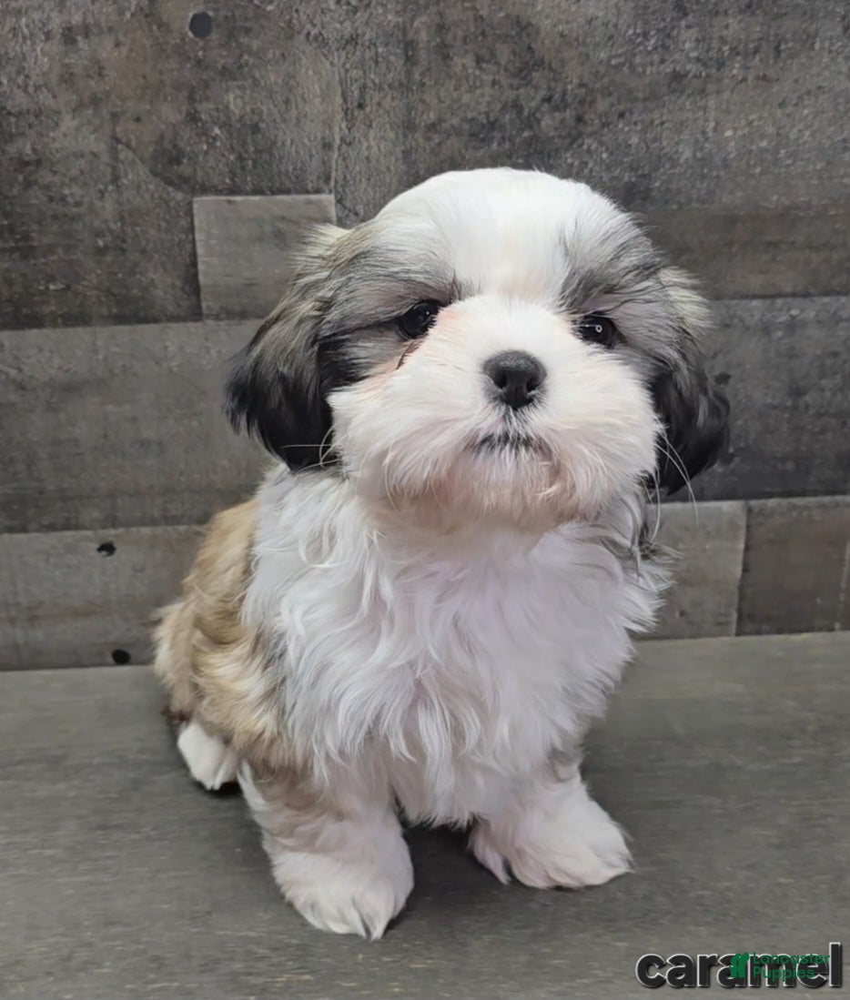 Shih Tzu dogs Caramel - Ad 36