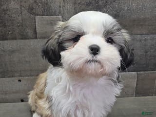 Shih Tzu dogs Caramel - Ad 36