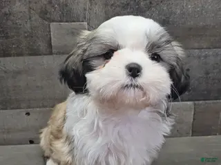 Shih Tzu dogs Caramel - Ad 41