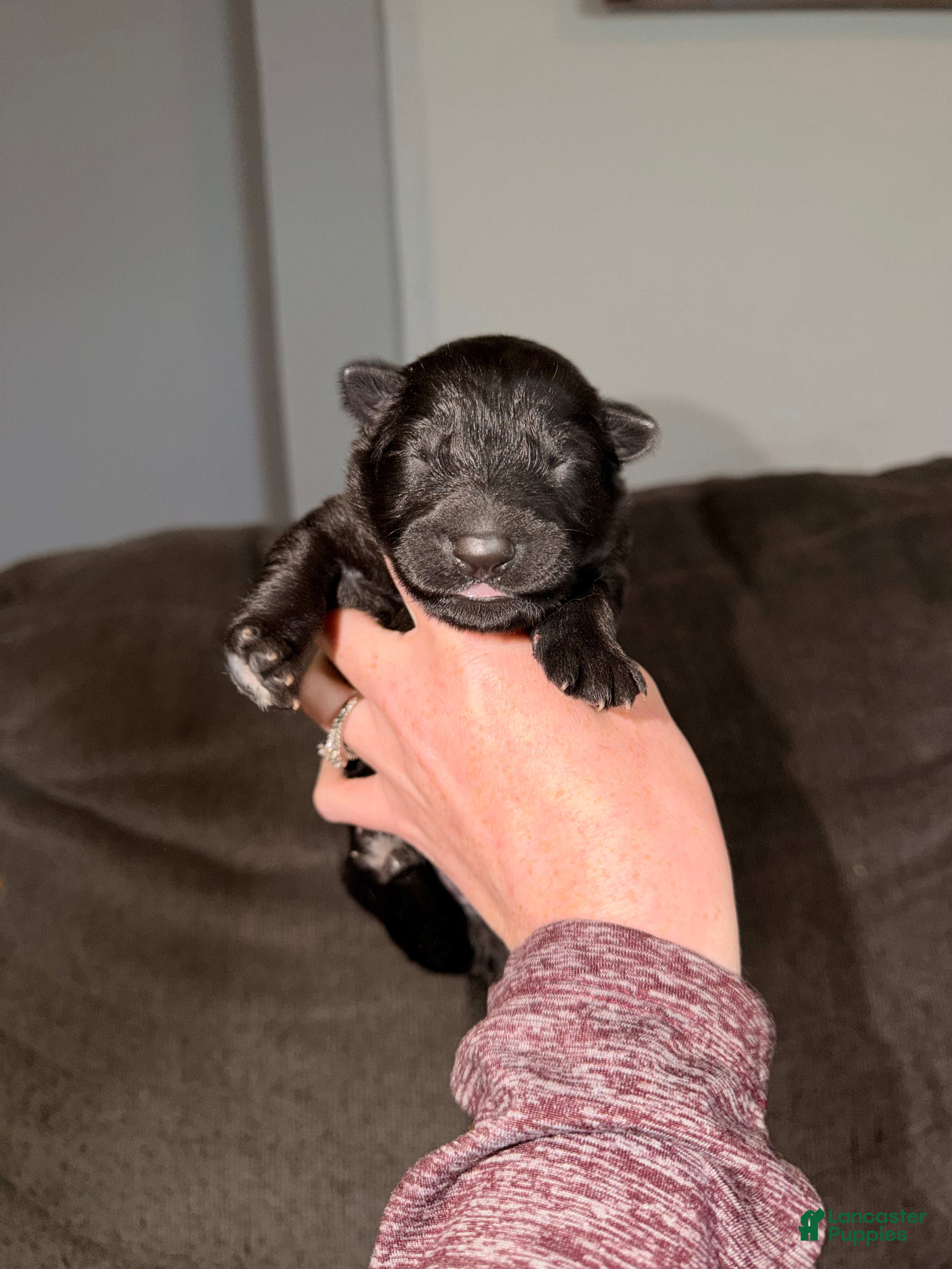 German Shepherd dogs German Shepherd Puppy 1- Red Male - Ad 9