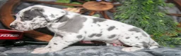 Great Dane dogs for sale: Holly - Ad 3