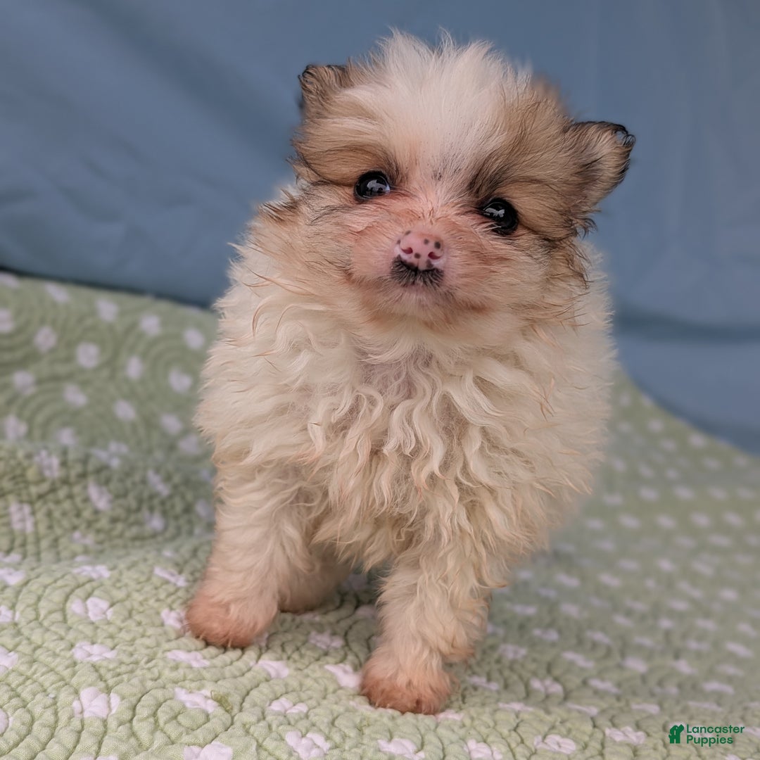 Pomeranian dogs for sale: Flicker - Ad 6