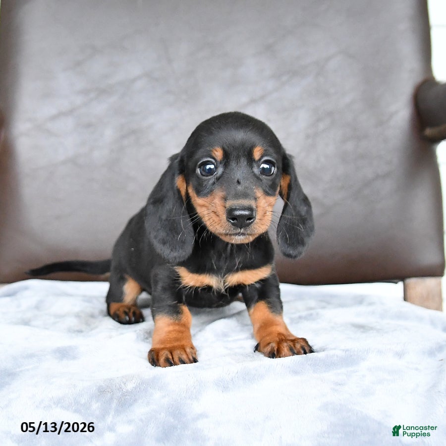 Miniature Dachshund dogs Charm  - Ad 2