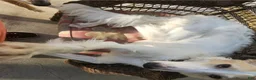 Borzoi dogs for sale: Victor - Ad 8