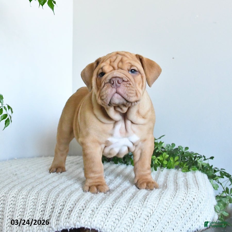 English Bulldog dogs Tank - Ad 1