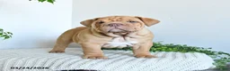 English Bulldog dogs for sale: Tank - Ad 1