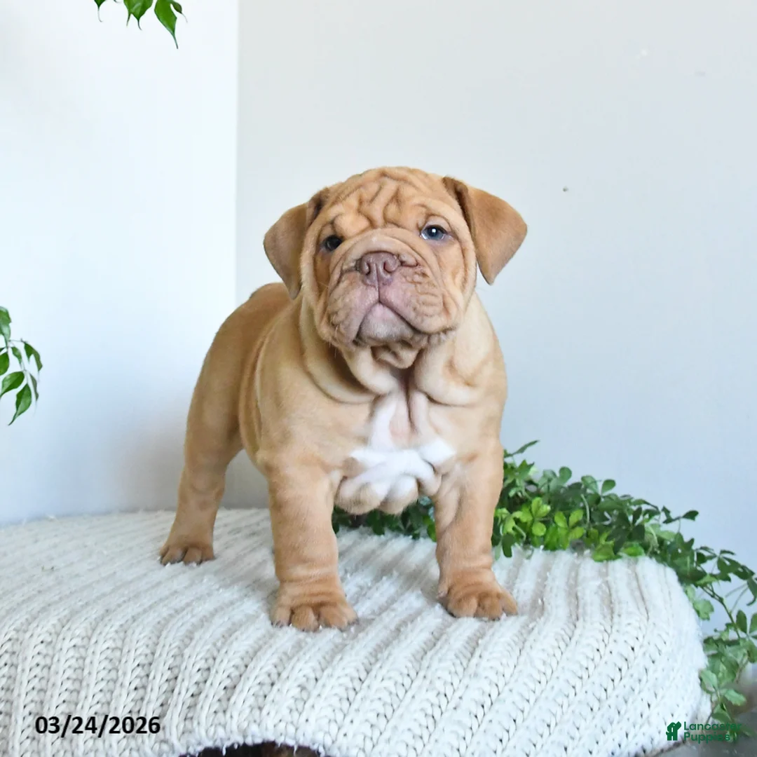 English Bulldog dogs for sale: Tank - Ad 1