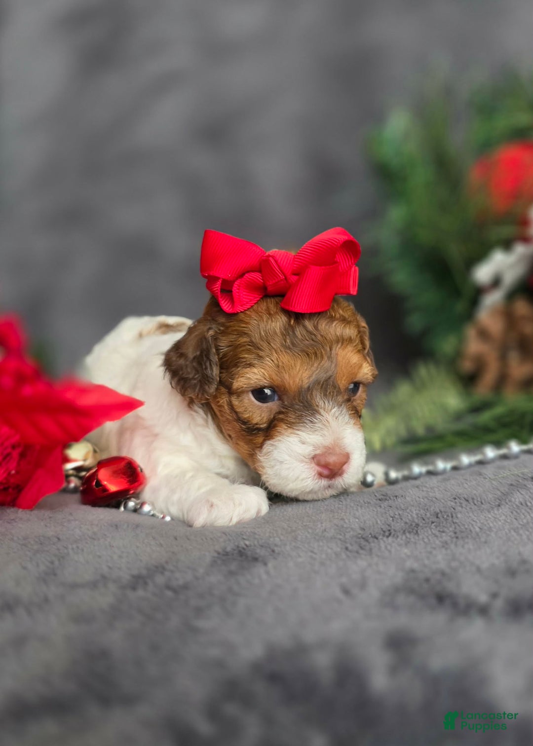 Havapoo dogs for sale: Julianne - Ad 5