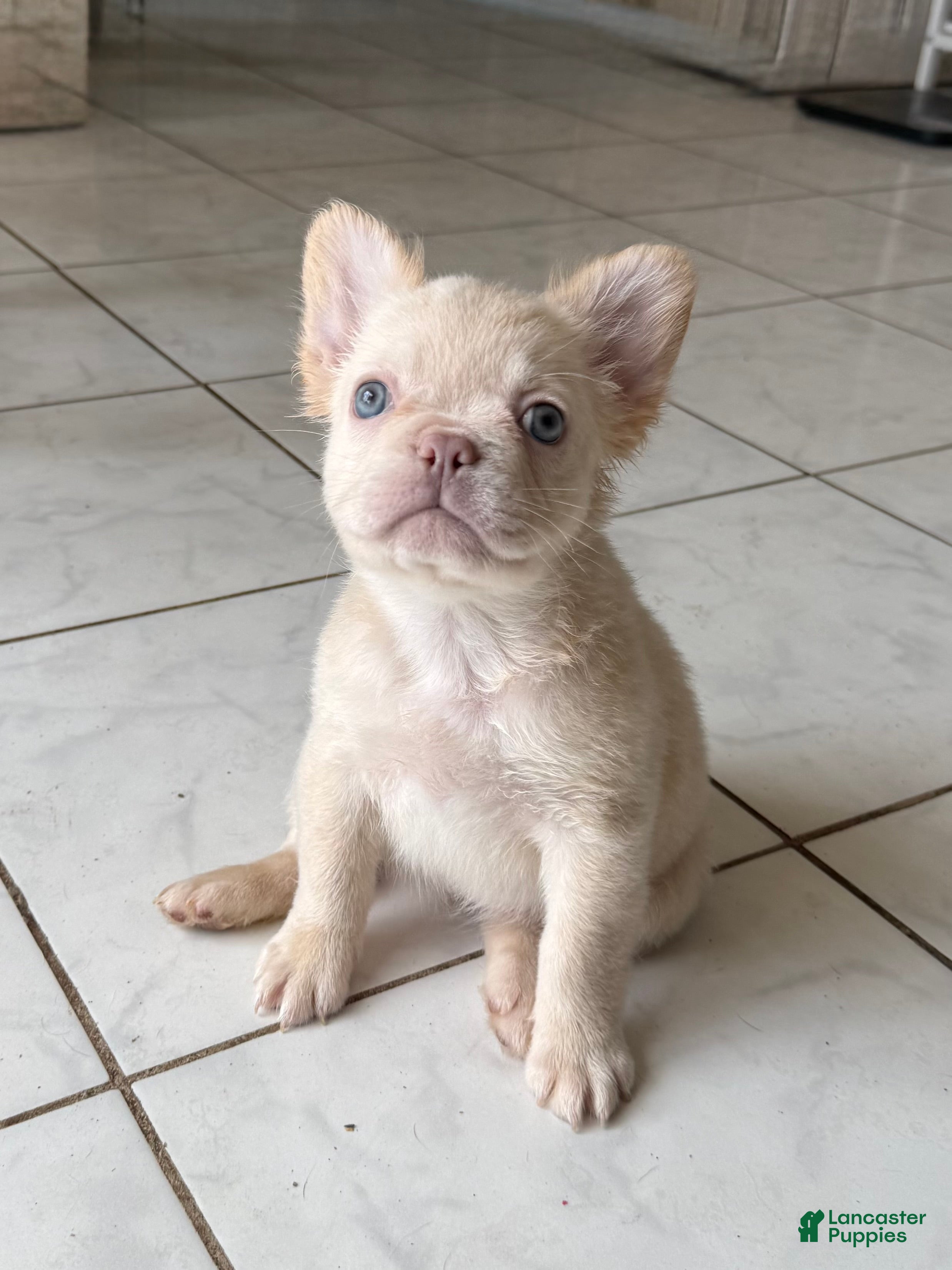 French Bulldog dogs Fluffy female cream or platinum  - Ad 37