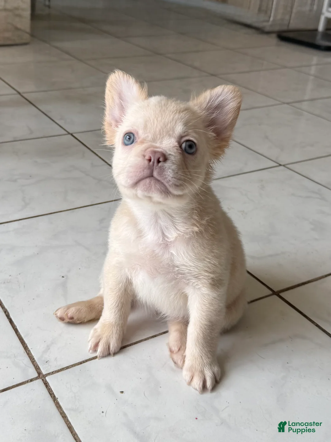 French Bulldog dogs for sale: Fluffy female cream or platinum  - Ad 1
