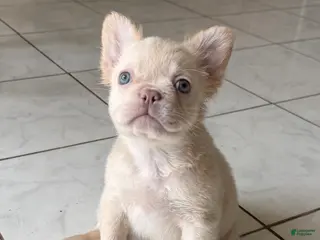 French Bulldog dogs Fluffy female cream or platinum - Ad 37
