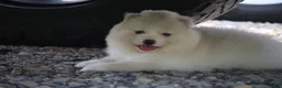 Pomsky dogs for sale: Frosty - Ad 5