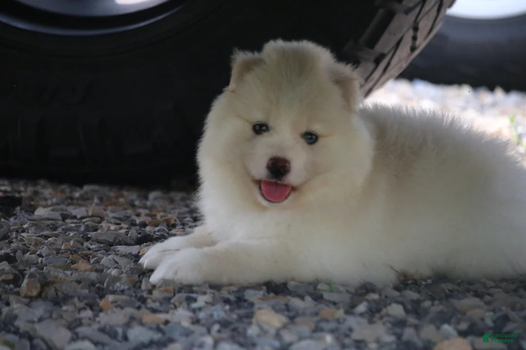 Pomsky dogs for sale: Frosty - Ad 5