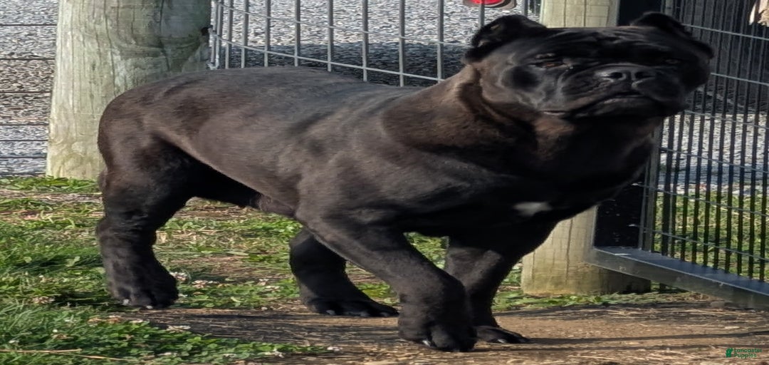 Gallery Image {{count}}