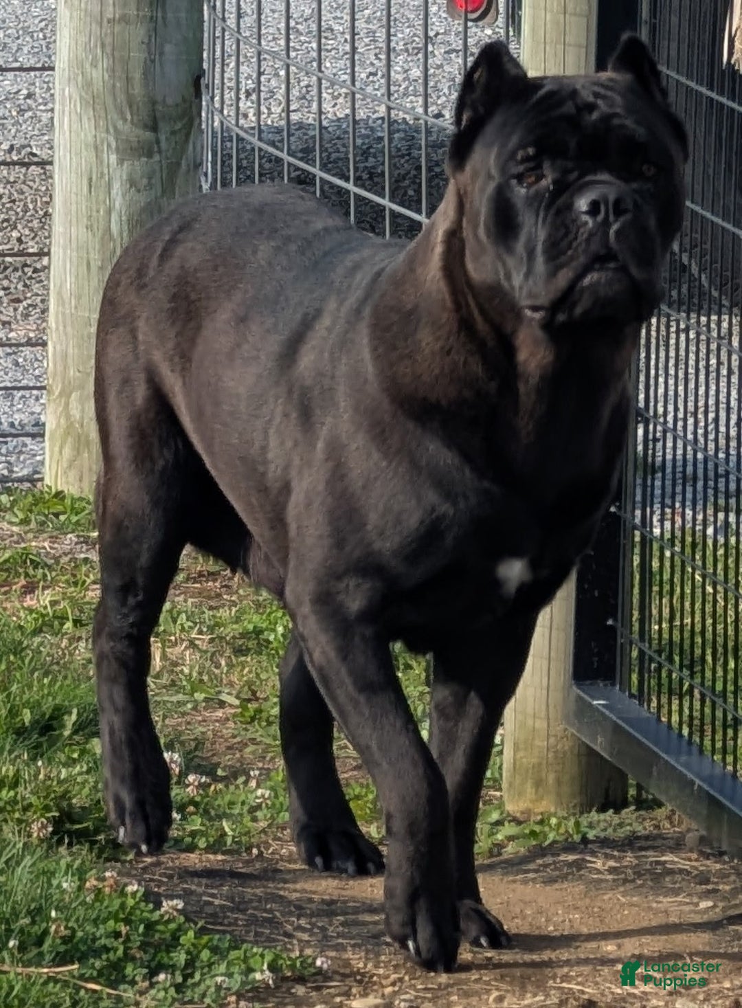 Gallery Image {{count}}