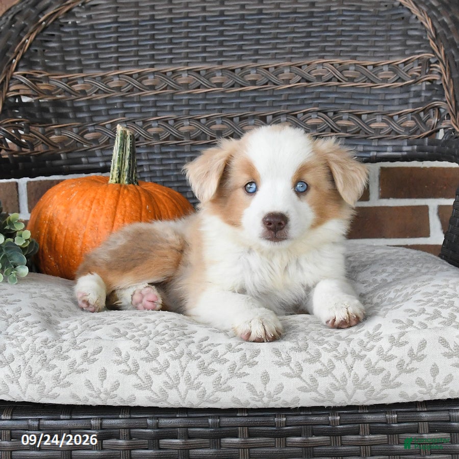 Miniature Australian Shepherd dogs Rosie - Ad 2