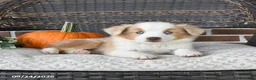 Miniature Australian Shepherd dogs for sale: Rosie - Ad 2