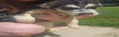 Siberian Husky Puppy 1