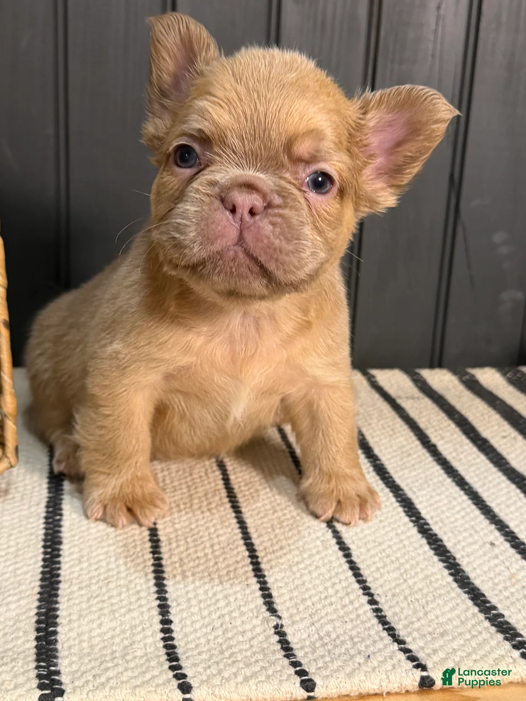 French Bulldog dogs for sale: Cashmere - Ad 1