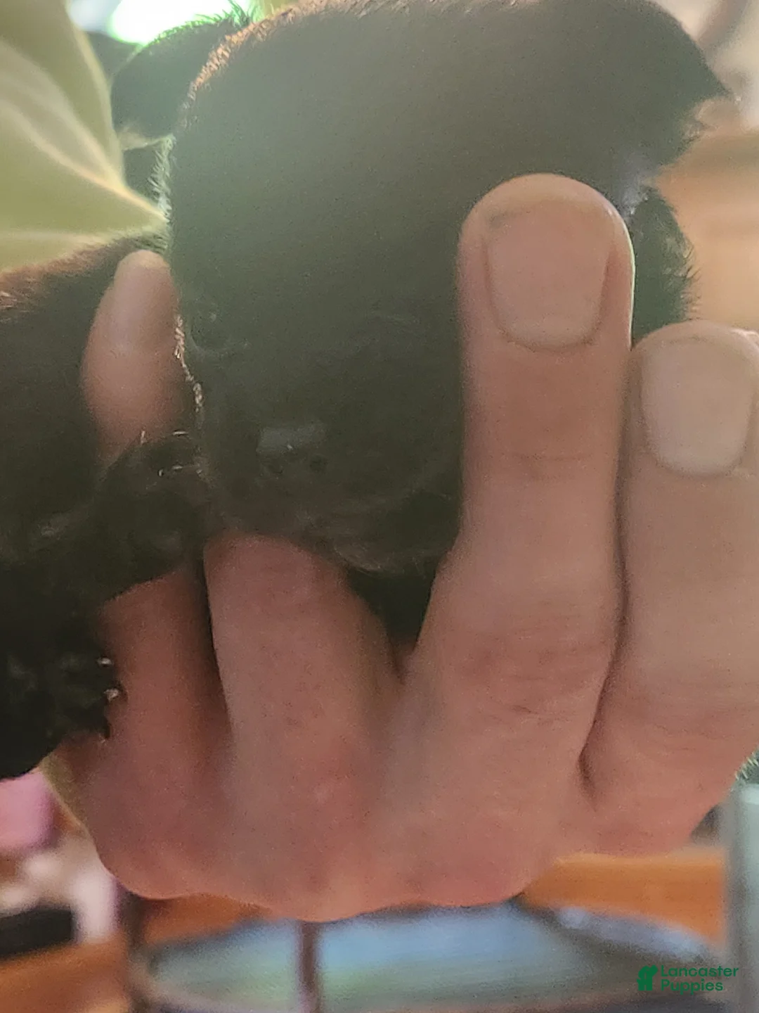 Chihuahua dogs for sale: Chihuahua Puppy 3 - Ad 1