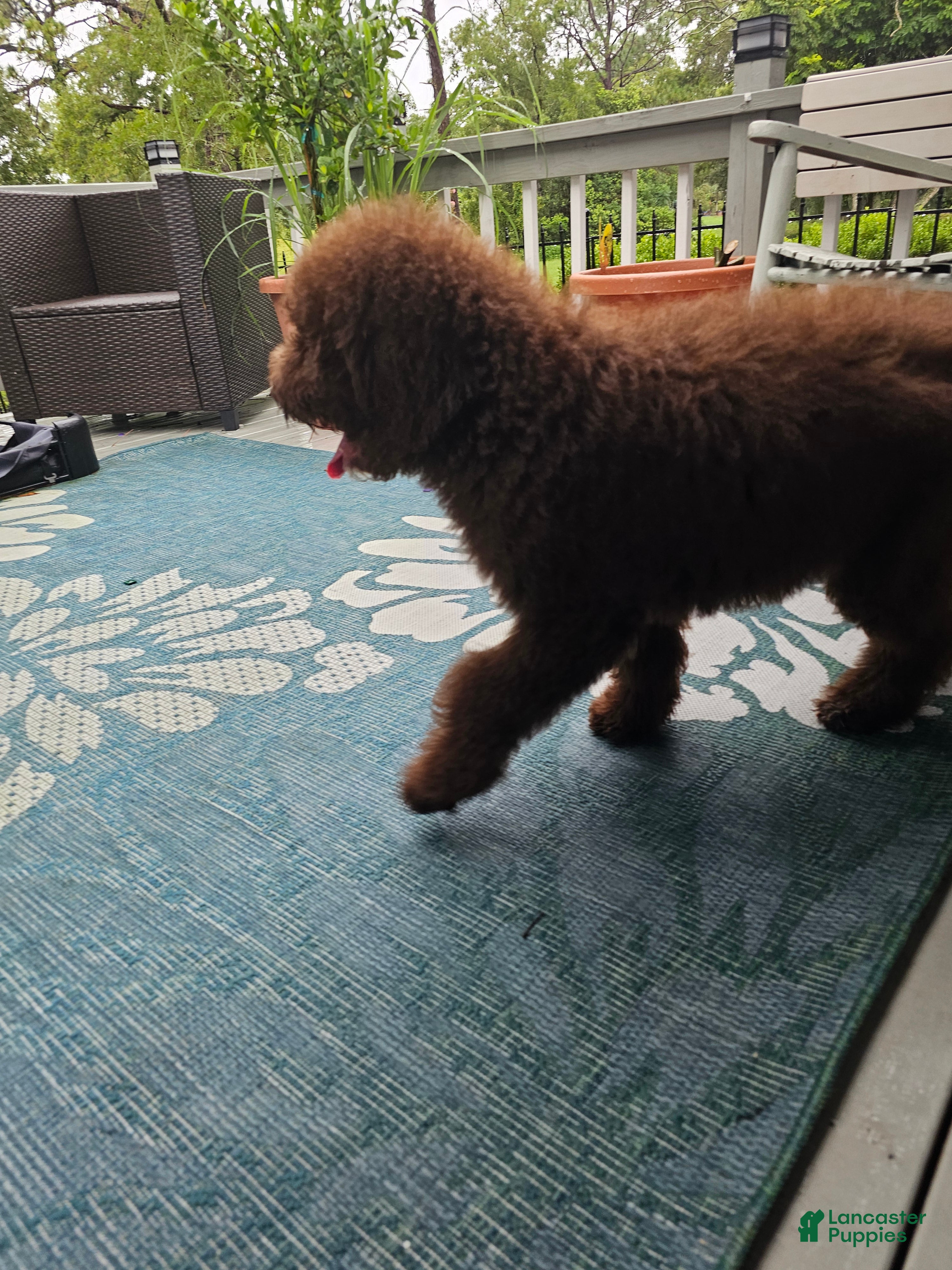 Bernedoodle dogs Rylie - Ad 2