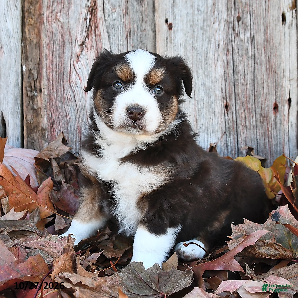 Australian Shepherd dogs for sale: Queenie  - Ad 1