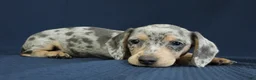Miniature Dachshund dogs for sale: Emerald - Ad 5