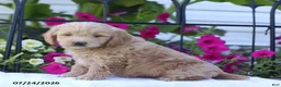 Mini Goldendoodle dogs for sale: Jessica - Ad 4