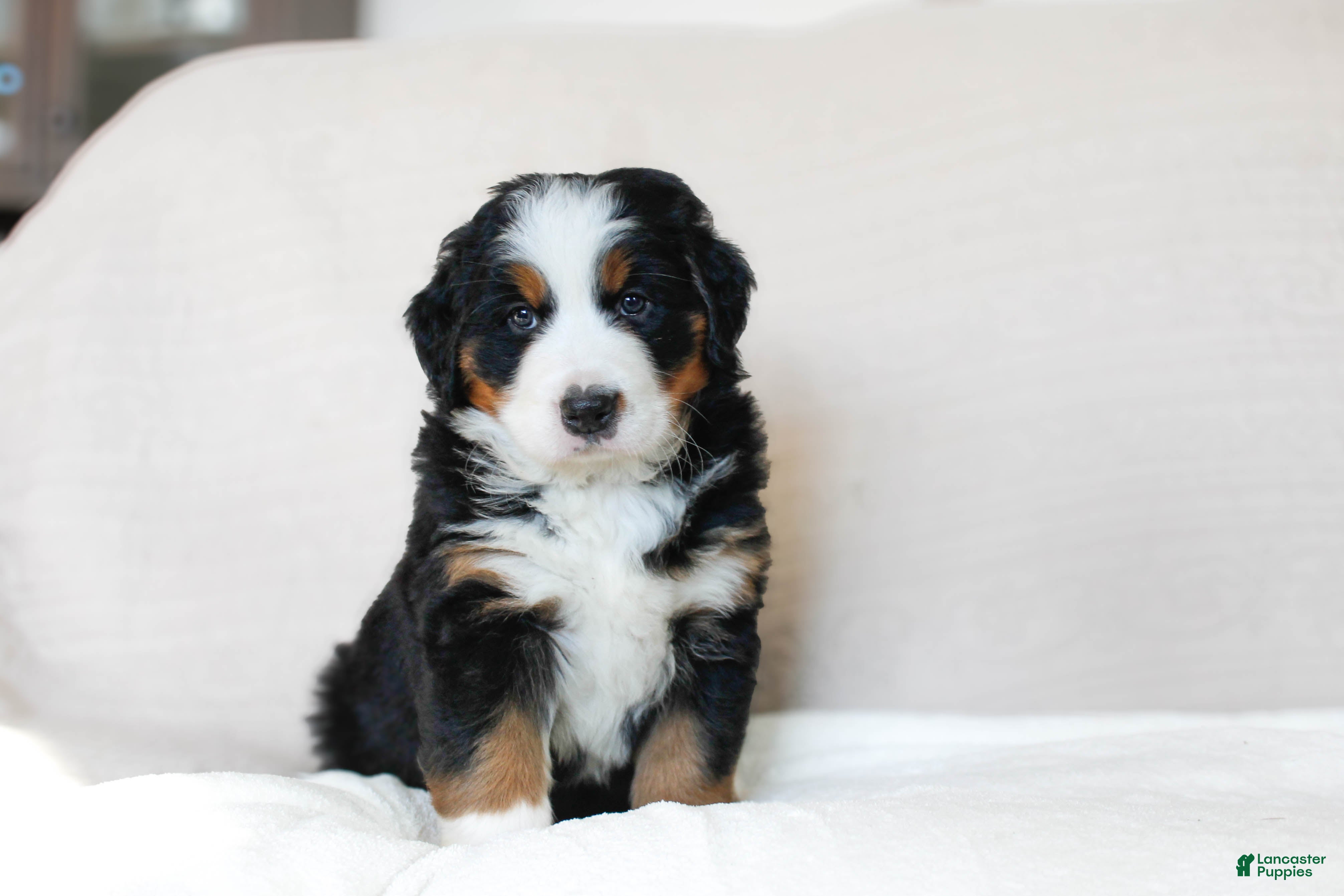Bernese Mountain Dog dogs Jane - Ad 18