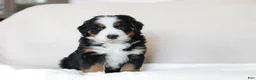 Bernese Mountain Dog dogs for sale: Jane - Ad 1