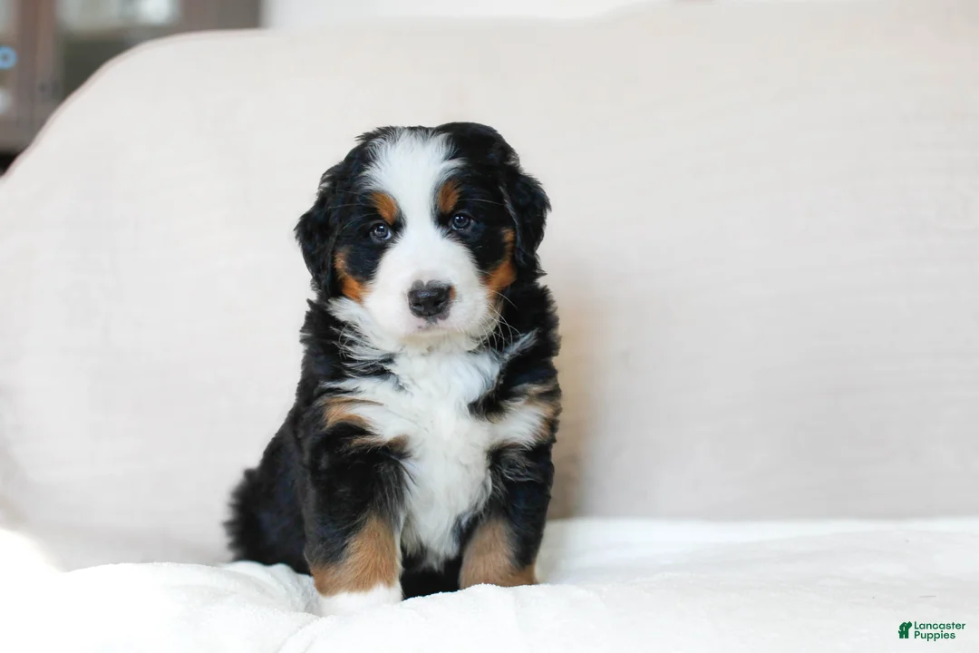 Bernese Mountain Dog dogs for sale: Jane - Ad 1