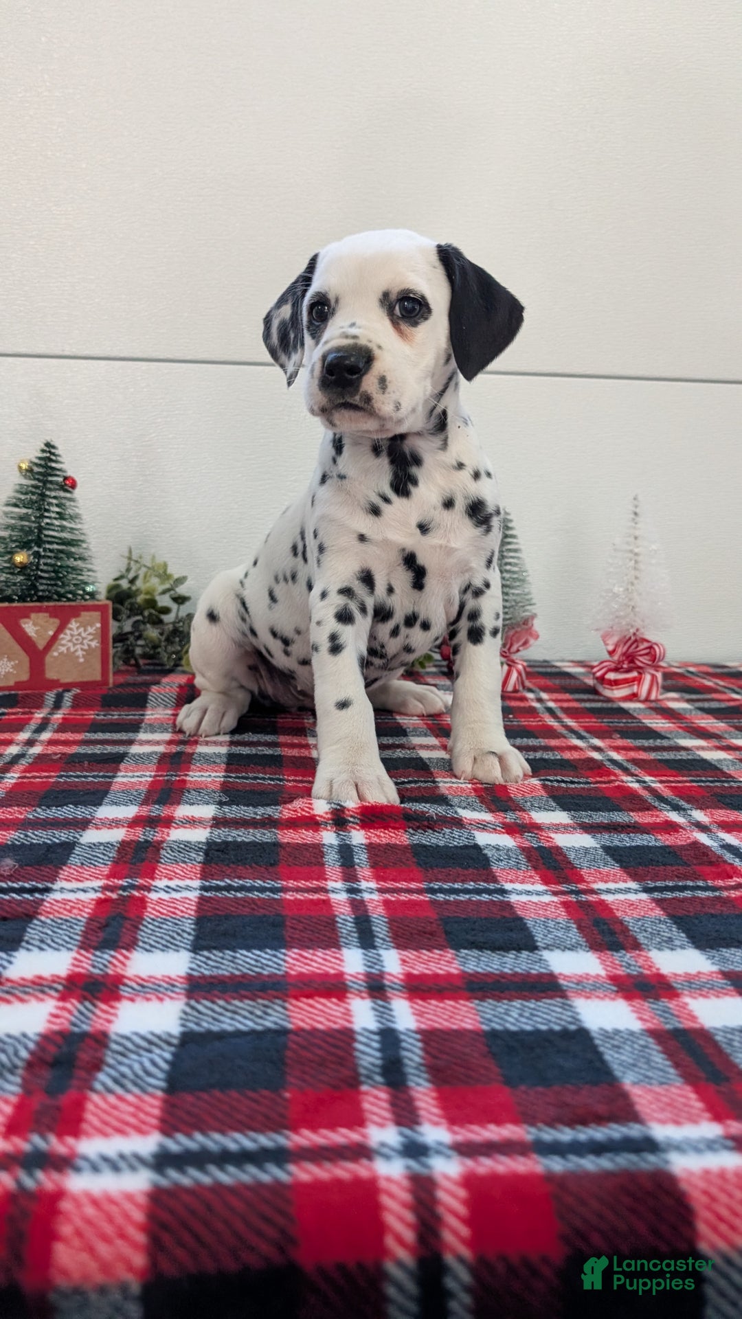 Dalmatian dogs for sale: Sadie - Ad 8