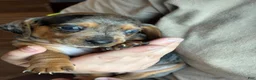 Dachshund dogs for sale: Dachshund 1 - Ad 13
