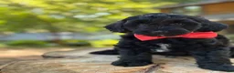 Yorkiepoo dogs for sale:  Leo - Ad 6