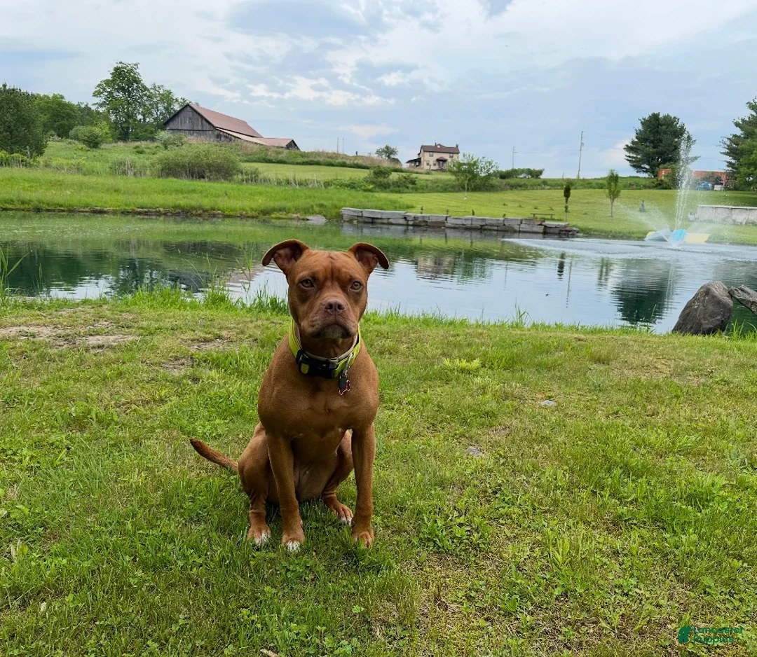 Mixed Breed dogs for sale: Mixed Breed Puppy 2 - Ad 4