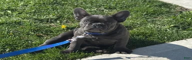 French Bulldog Puppy 2