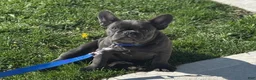 French Bulldog dogs for sale: French Bulldog Puppy 2 - Ad 1