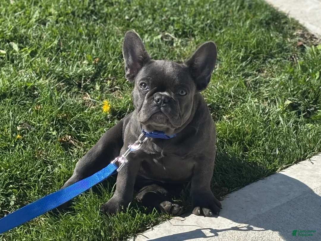 French Bulldog dogs for sale: French Bulldog Puppy 2 - Ad 1